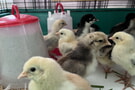 Flauschiger Nachwuchs an der Schule
