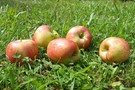 Neues Angebot unseres Apfelsafts